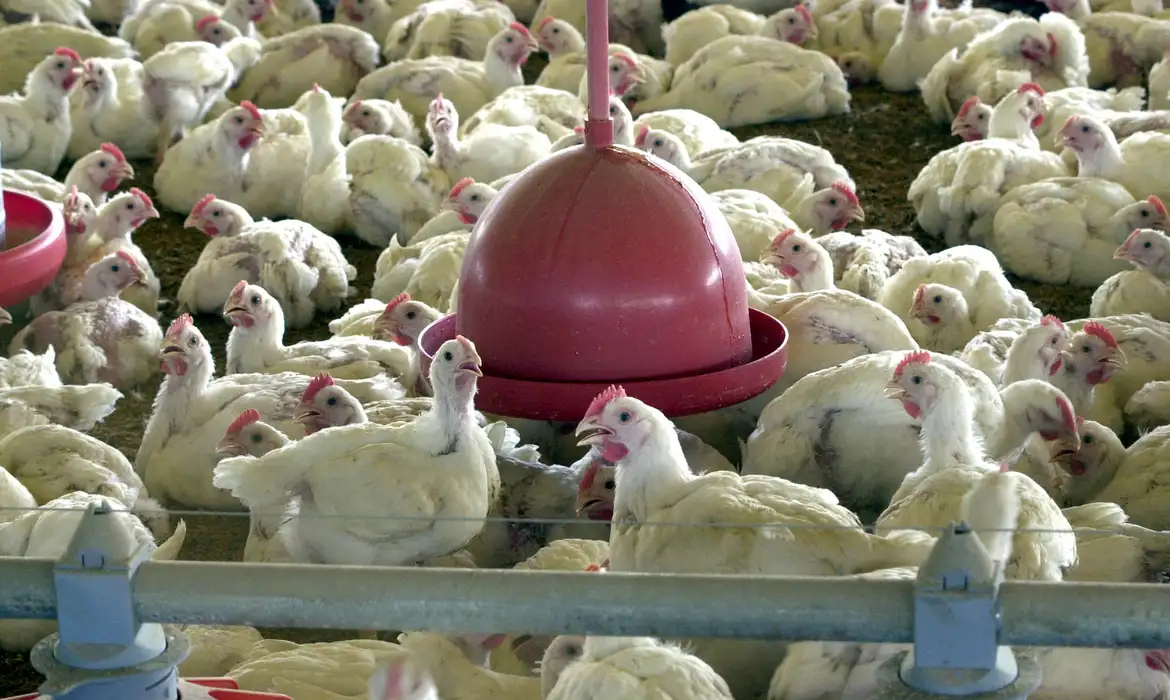 China lifts Brazil poultry import ban after bird flu restrictions removed