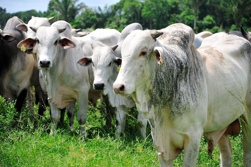 Minerva Tests Methane-Reducing Feed Additive That Cuts Emissions by 50% in Nelore Cattle